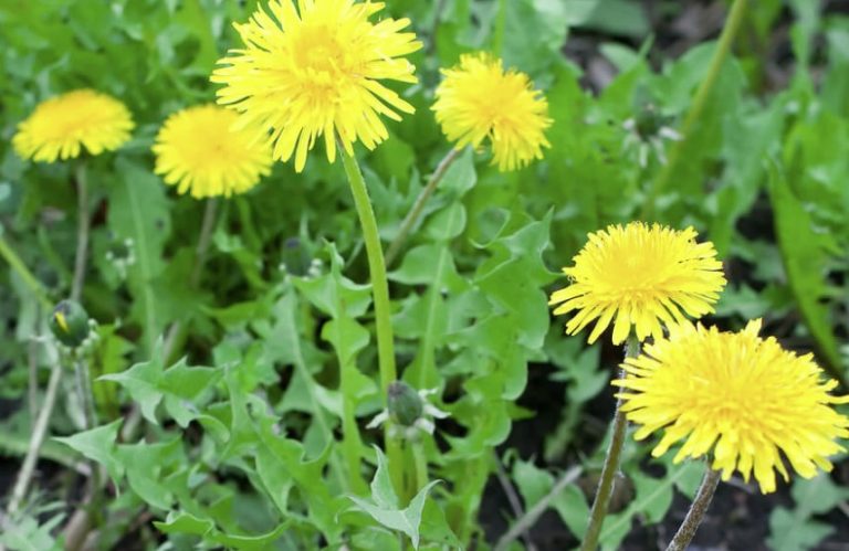 Common Lawn Weeds Explained