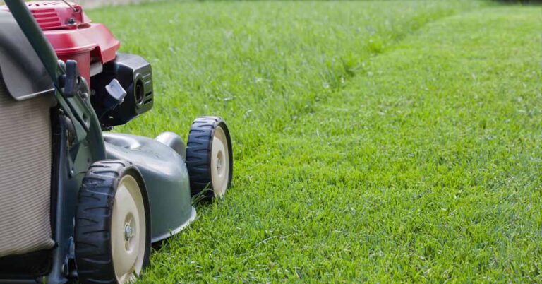 Why Grass Loses to Weeds