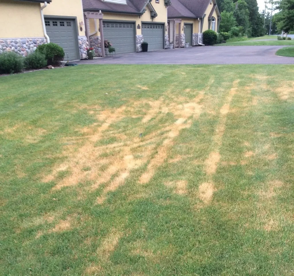 Why Grass Dies After Fertilizing