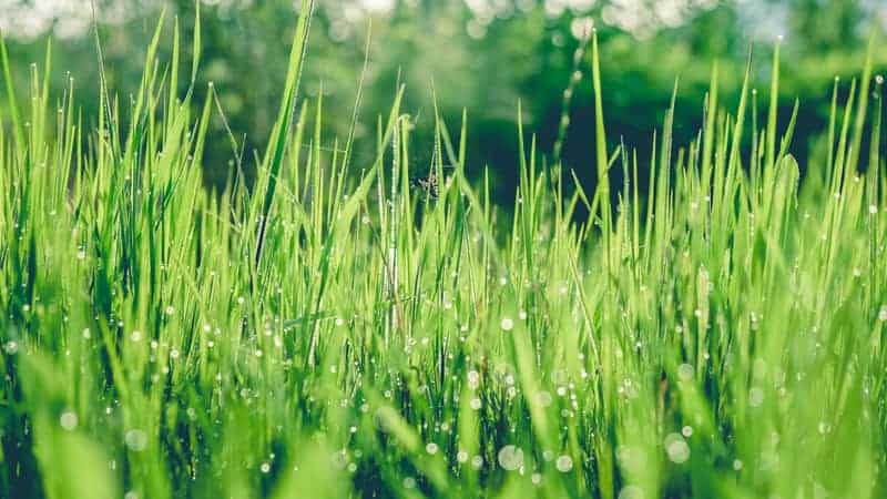 Is It Better to Mow Wet or Dry Grass?