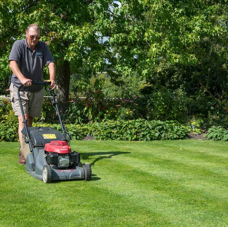 Why Weeds Take Over Lawns