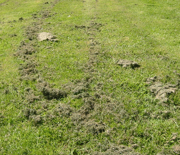 Why Grass Smells Bad