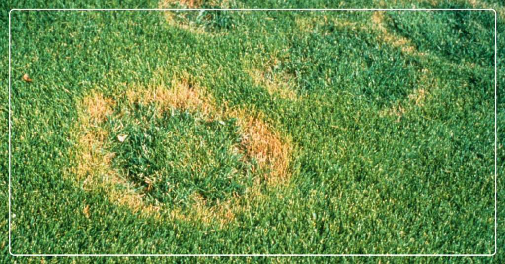 Lawn Fungus Signs You Should Know