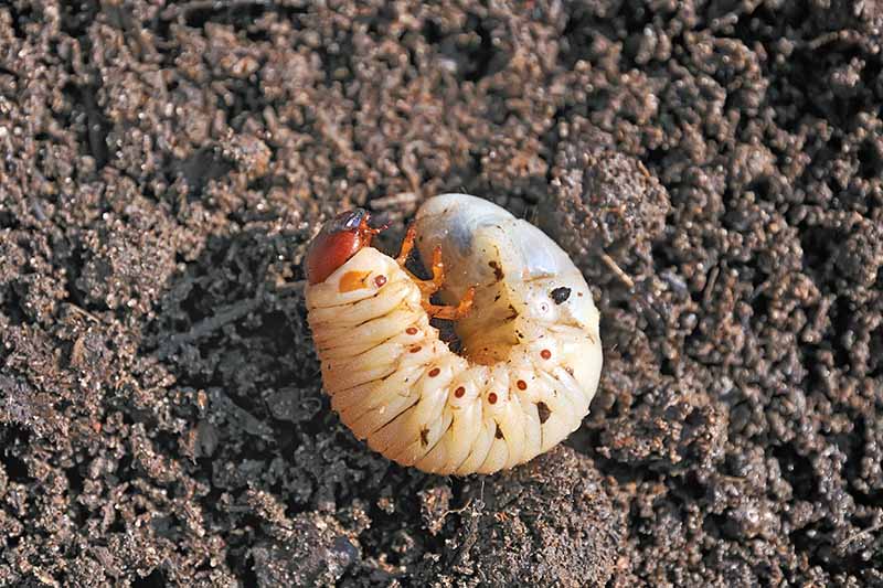 Grub Damage in Lawns Explained