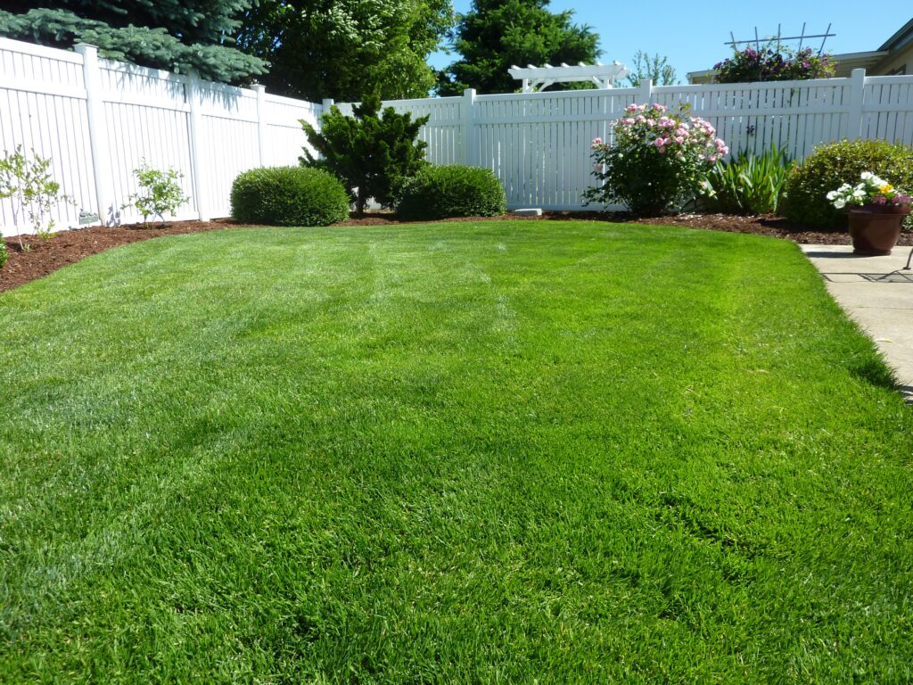 Low-Maintenance Grass Options