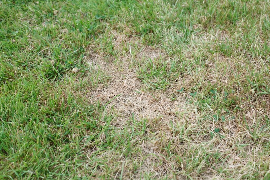 Why Your Lawn Dries Out So Quickly After Irrigation