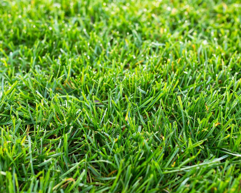 Low-Maintenance Grass Options