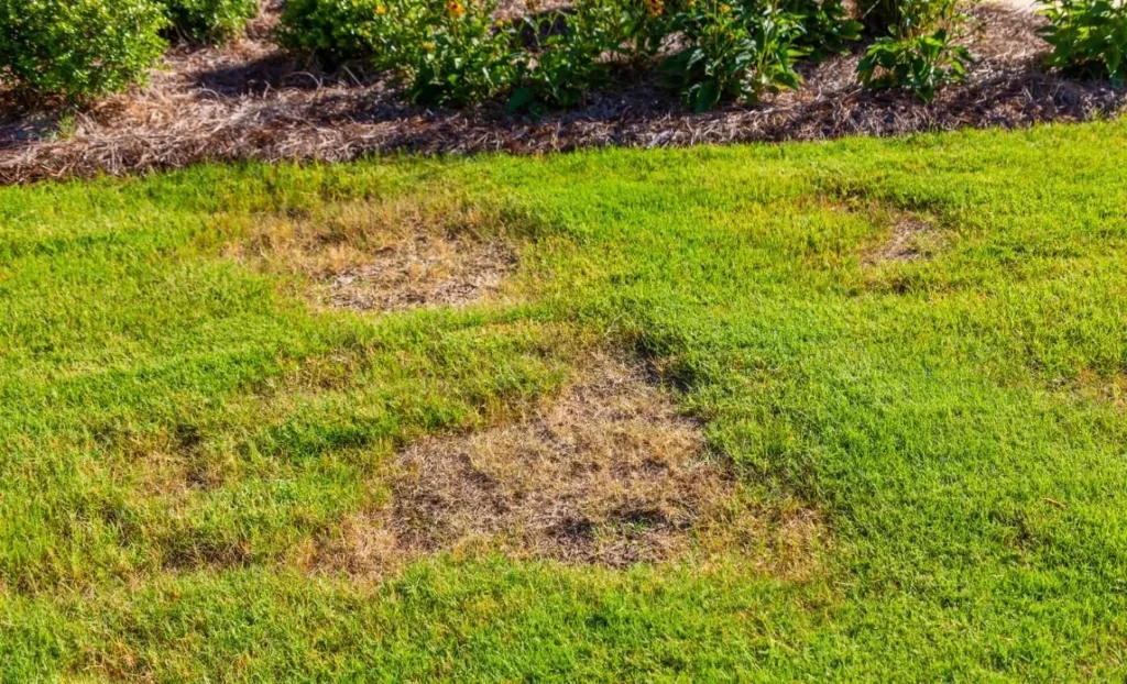 Why Grass Recovery Is So Slow