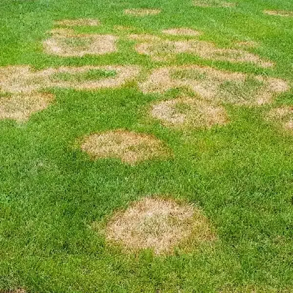 Signs of Lawn Pest Damage