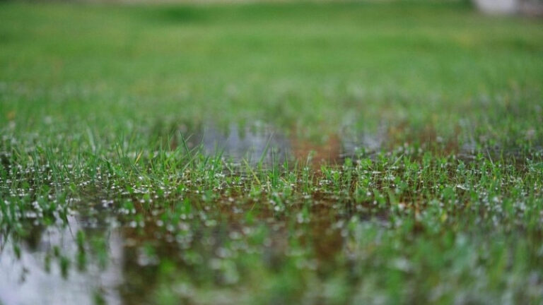Signs of Poor Lawn Soil