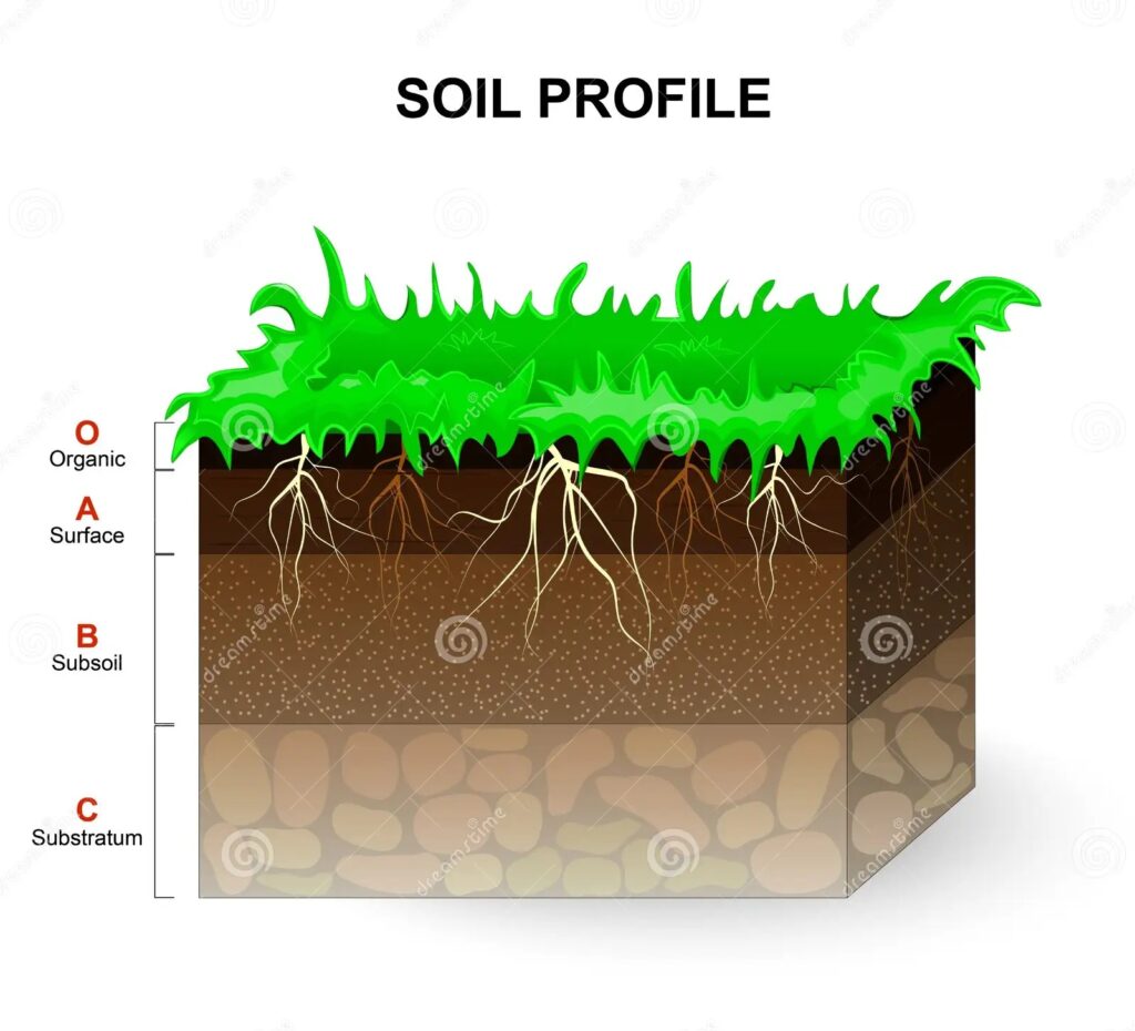 Why Soil Quality Controls Grass Health