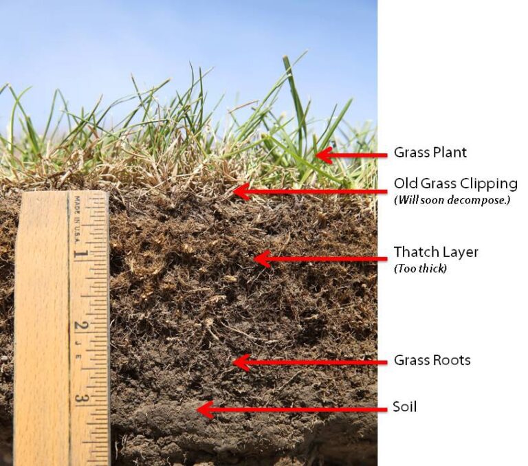 Why Water Doesn’t Seem to Help Your Grass