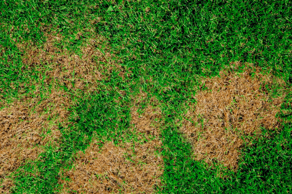 Grub Damage in Lawns Explained